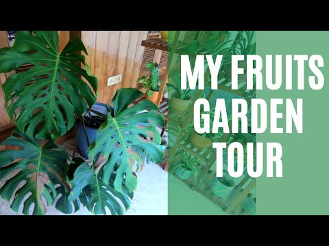 MY FRUITS GARDEN TOUR | ഞാനും എൻറെ ഫ്രൂട്ട്സ് ട്രീകളും |  Sheeja Jaimon