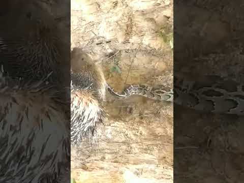 #shorts hedgehog fight against big python 😱😱