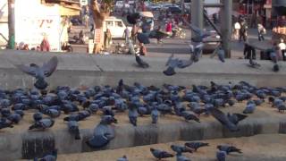 preview picture of video 'Pigeons on bajrang garh cirlce, Ajmer'