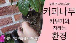 커피나무 키우기| 커피가 자라는 환경 | 커피체리