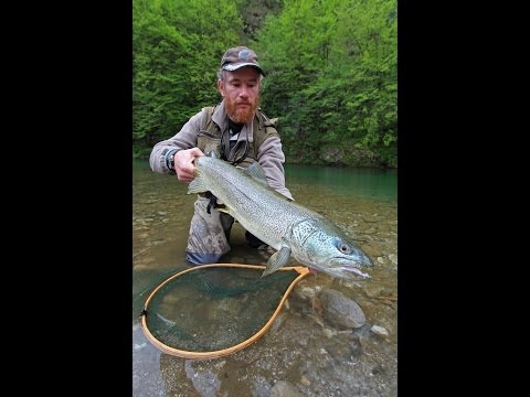 Marmorata trout flyfishing 2014