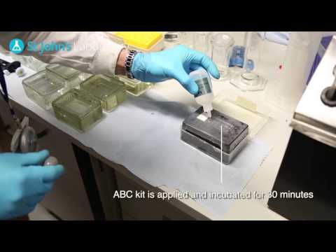 ImmunoHistoChemistry (IHC) - Video Protocol Series