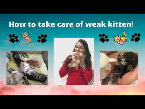 How to save weak kittens | How to take care of weak kitten | PetInfoWorld