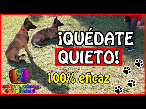 Teach Your Dog to STAND (easy) Dog Training