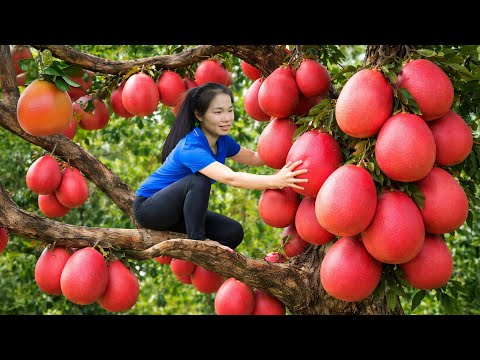 Harvesting Many Fire Pomelos & Taking Them to the Rural Market to Sell | Simple Rural Life