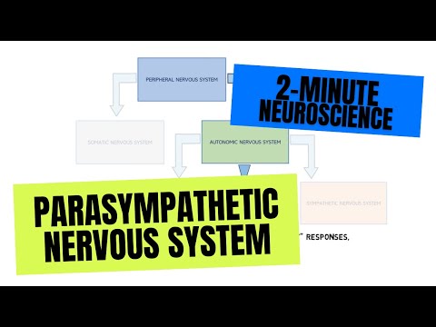 2-Minuten-Neurowissenschaft: Parasympathisches Nervensystem