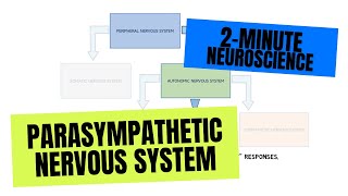 Parasympathetic Nervous System