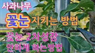 사과 꽃눈 2차성장 안하게 하는방법