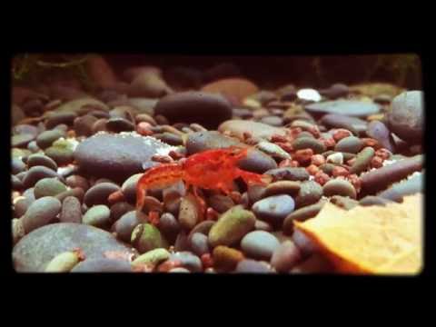 Orangefarbener Zwergkrebs, Oranger Zwergflusskrebs (CPO) - Cambarellus patzcuarensis "orange"