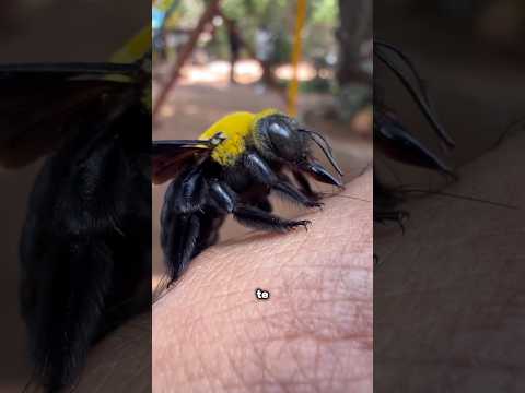 La abeja que no pica pero te hace otra cosa 💦💦💦😨