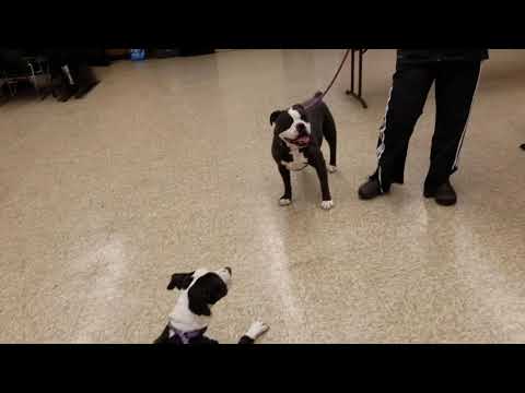 Tattle Tail meeting female dog