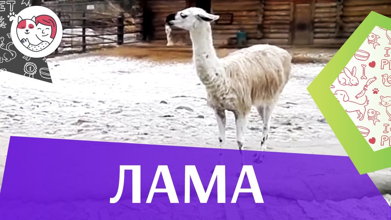 Лама Хозяйственное использование на ilikepet