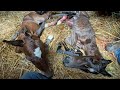 Horse Gives Birth To TWIN Foals With A Little Bit Of Help