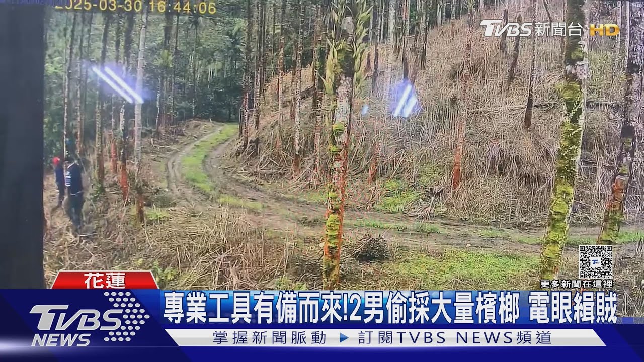 專業工具有備而來!2男偷採大量檳榔 電眼緝賊
