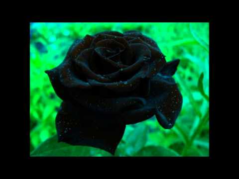 Emily Kokal - Dark Flowers (version une)
