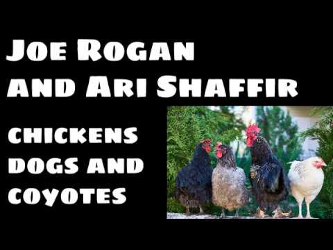 Joe Rogan Talks To Ari Shaffir About His Chickens, His Dogs And Coyotes