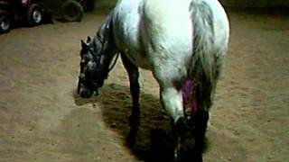preview picture of video 'SOLD! - Black & White POA Mare, barrel racing, poles, trail, etc.'