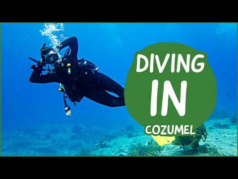 I went diving in Cozumel Mexico