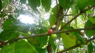preview picture of video 'Sri Lanka,ශ්‍රී ලංකා,Ceylon,Coffee Plant Jungle'