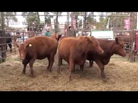 LA MARICEL - MOLINARI NORBERTO - RAFAELA RURAL 894