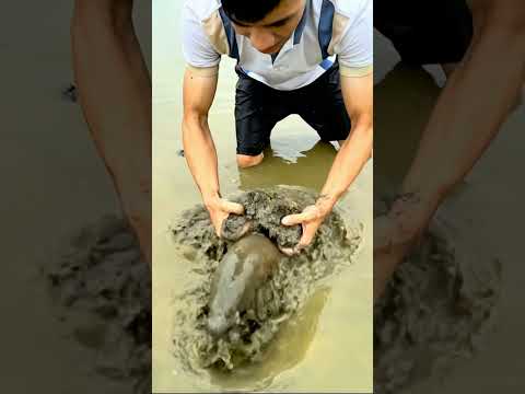 The Magical Goldfish Transforms Into a Giant Eel Unbelievable Underwater Myytery #viralvideo #shorts