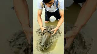 Download lagu The Magical Goldfish Transforms Into a Giant Eel Unbelievable Underwater Myytery #viralvideo #shorts mp3