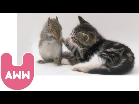 16 Incredible Animal Friendships