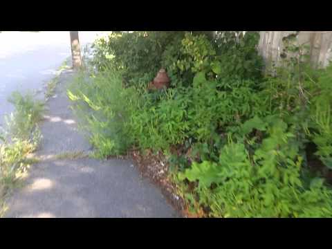 Beautiful Green Areas of Woburn, MA (trash)