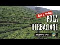 Niezwykly Swiat 4K Sri Lanka Pola Herbaciane