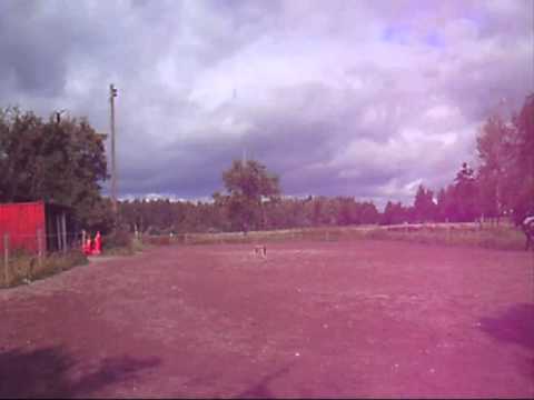 Raski i paddocken.wmv