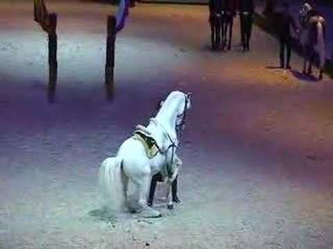 Levade - Classical riding - Spanish Riding School