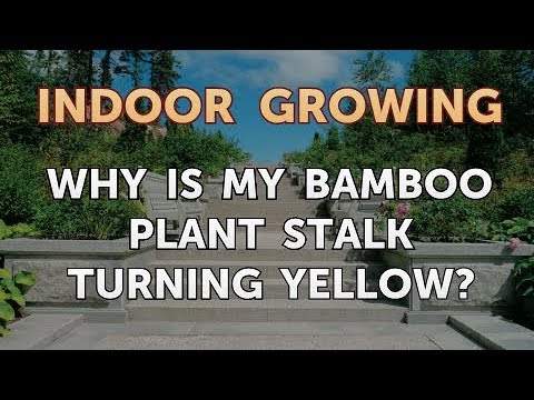 How to Regrow a Broken Aloe Leaf