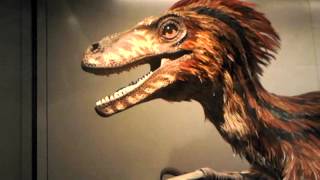 Feathered Deinonychus