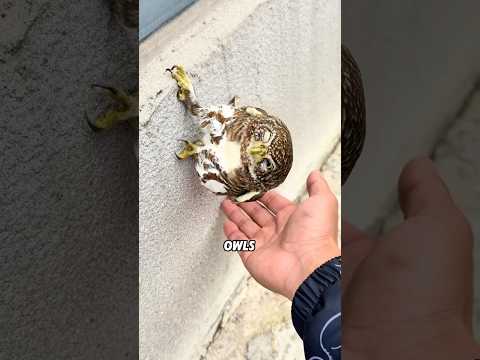 5 Amazing Things You Never Knew About Owls!#animals #funny #science #shortfeed #owl