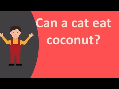 Can a cat eat coconut ?
