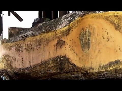 the contents are shocking this wood was redeemed for 123 million