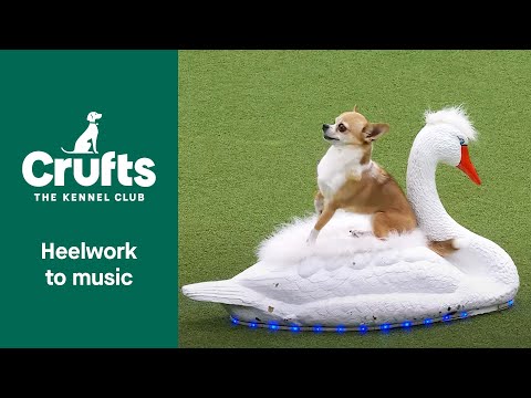 Stunning Chihuahua Swan Lake Routine at Crufts 2022