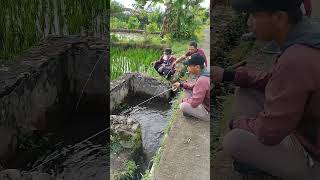Download lagu Strike Ikan Nila Besar di Selokan Kecil mp3 Download lagu Strike Ikan Nila Besar di Selokan Kecil mp3