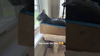 Cat in a box #cats #catdad #catshorts #catsofinstagram #catmeme #catsofyoutube #cat #funnycats
