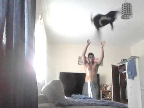 kitty gotta be a basket ball