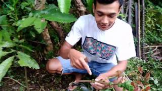 Download lagu Cara Okulasi Tanaman Matoa mp3