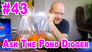 Goldfish Pond - Ask #43