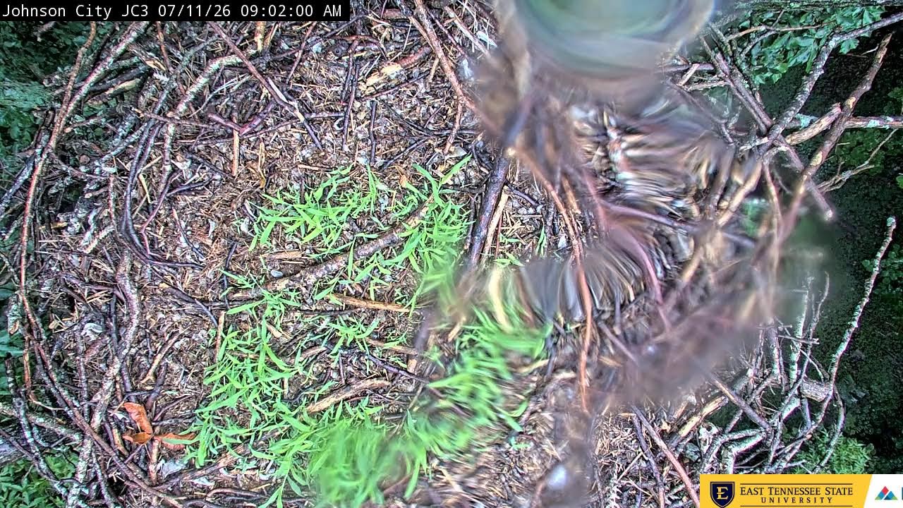 Live webcam view of Nido de Boone y Jolene en Detalle