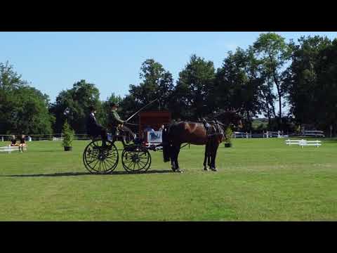 Fahrturnier Ostenfelde 14.8.2021