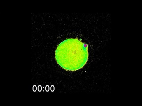 The zinc spark is an inorganic signature of human egg activation