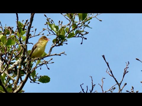 sedmohlások obyčajný (Hippolais icterina) — hlas a správanie v prírode