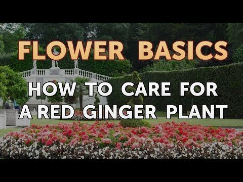 How to Get More Canna Lily Blooms