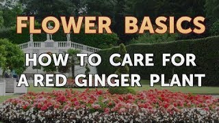 How to Care for a Red Ginger Plant