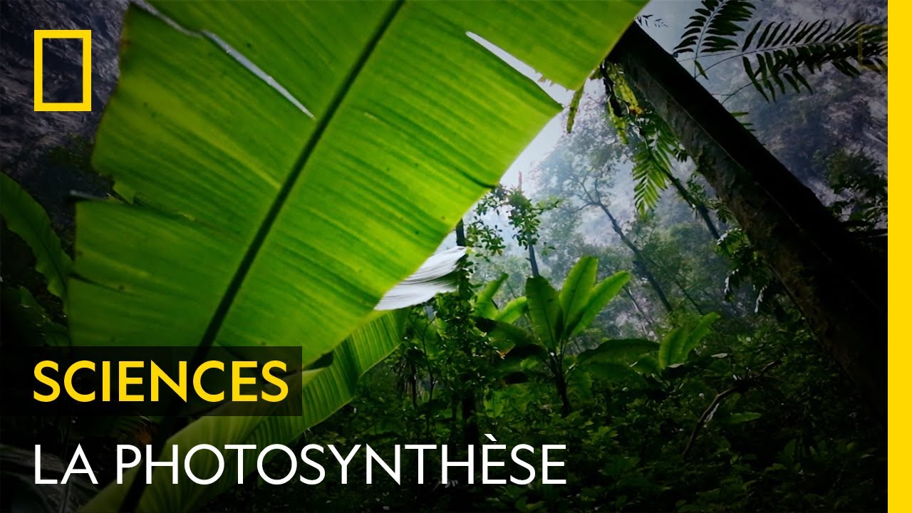La photosynthèse, à l'origine de la vie sur Terre