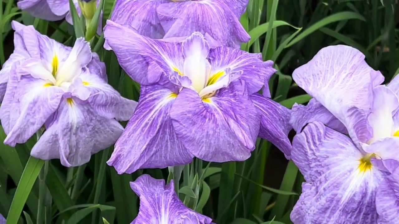 蜂のかくれんぼ 『しょうぶ』